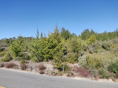 Cupressus abramsiana