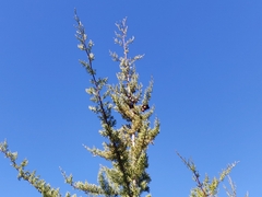 Cupressus abramsiana