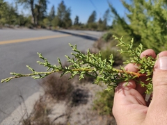 Cupressus abramsiana