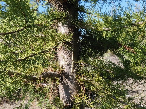 Image of Santa Cruz cypress by (c) Alexander Wentworth, some rights reserved (CC BY)