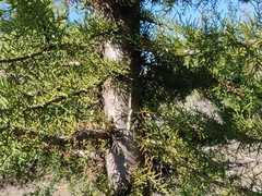 Cupressus abramsiana