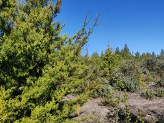 Cupressus abramsiana
