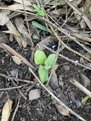 Aristolochia californica
