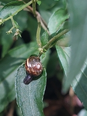 Ovachlamys fulgens