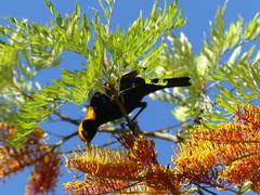 Sericulus chrysocephalus