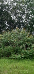 Senna reticulata