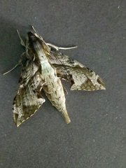 Eupanacra elegantulus