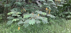 Senna reticulata