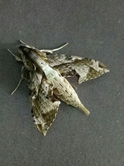 Eupanacra elegantulus