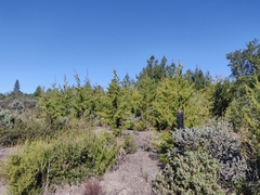 Cupressus abramsiana