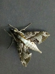 Eupanacra elegantulus