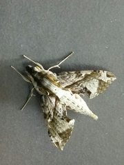 Eupanacra elegantulus