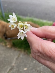 Nothoscordum