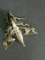 Eupanacra elegantulus