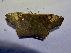 Paragonia cruraria