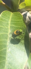 Scaptia