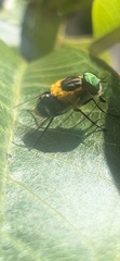 Scaptia
