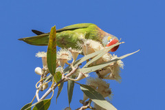 Psitteuteles versicolor