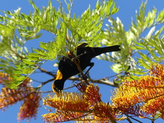 Sericulus chrysocephalus