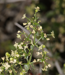 Galium multiflorum