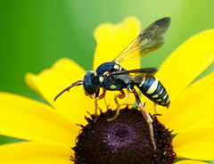 Nomada tiftonensis