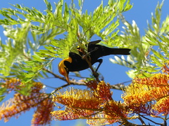 Sericulus chrysocephalus