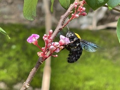Xylocopa aestuans