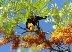 Sericulus chrysocephalus