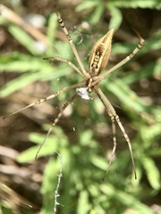 Argiope protensa
