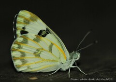 Pontia glauconome