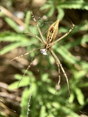 Argiope protensa