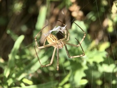 Argiope protensa