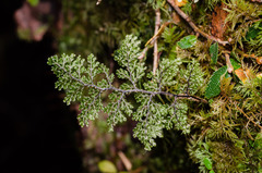 Hymenophyllum plicatum
