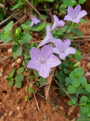 Ruellia prostrata