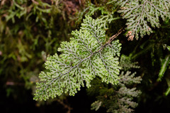 Hymenophyllum plicatum