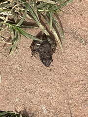 Phrynobatrachus natalensis