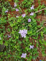 Ruellia prostrata