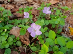 Ruellia prostrata