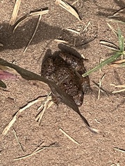 Phrynobatrachus natalensis