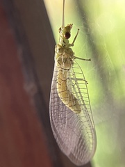 Italochrysa insignis