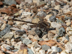 Phanogomphus