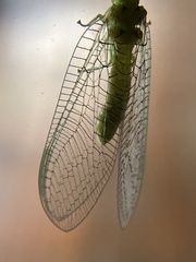 Italochrysa insignis
