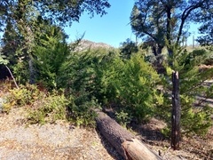 Cupressus abramsiana