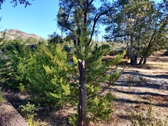 Cupressus abramsiana