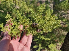 Cupressus abramsiana