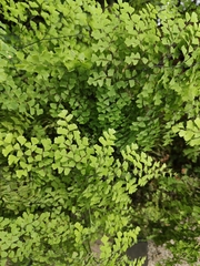 Adiantum capillus-veneris