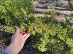 Cupressus abramsiana