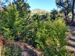 Cupressus abramsiana