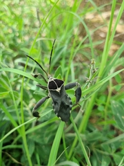 Petascelis remipes