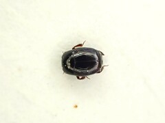 Histeridae